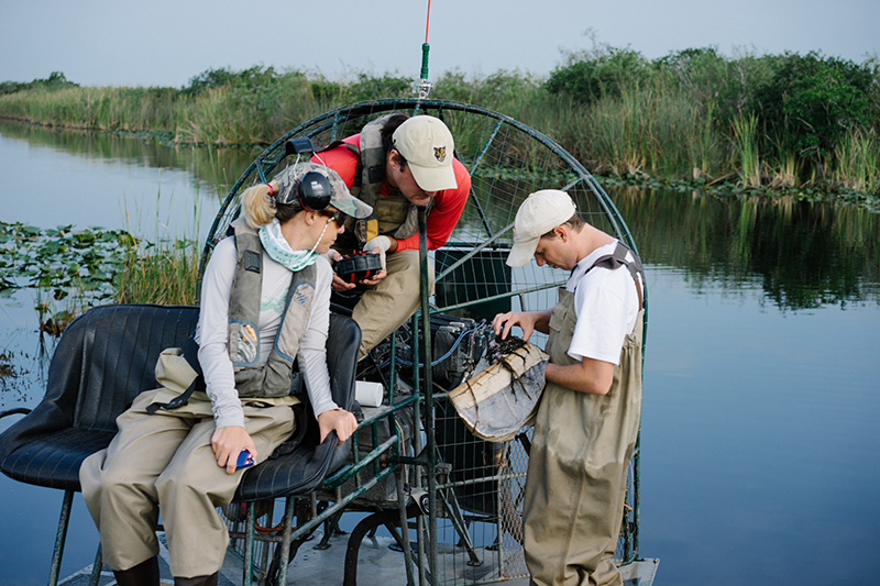 scientists in the Everglades