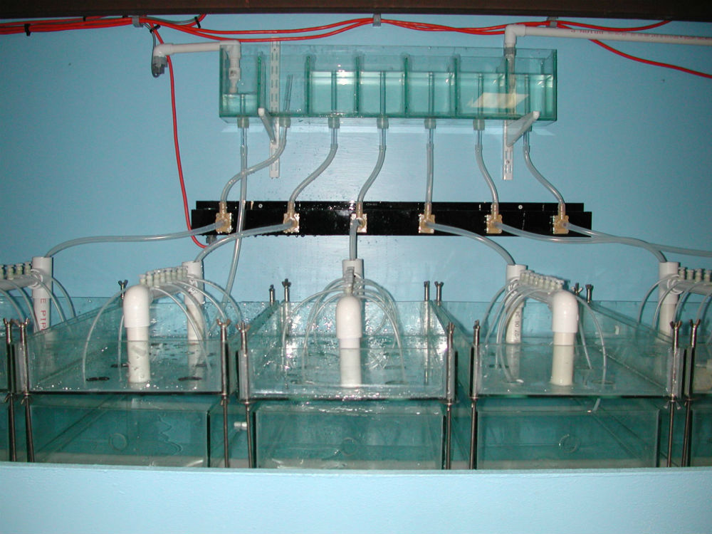 Sediment diluter system