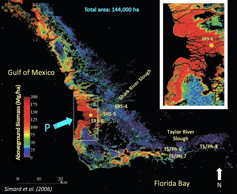 Figure 1. Distribution of mangrove aboveground biomass in the Everglades National Park (ENP), south Florida (Simard et al. 2006). The insert shows the location of Shark River estuary with the highest biomass distribution in near-coast mangroves.
