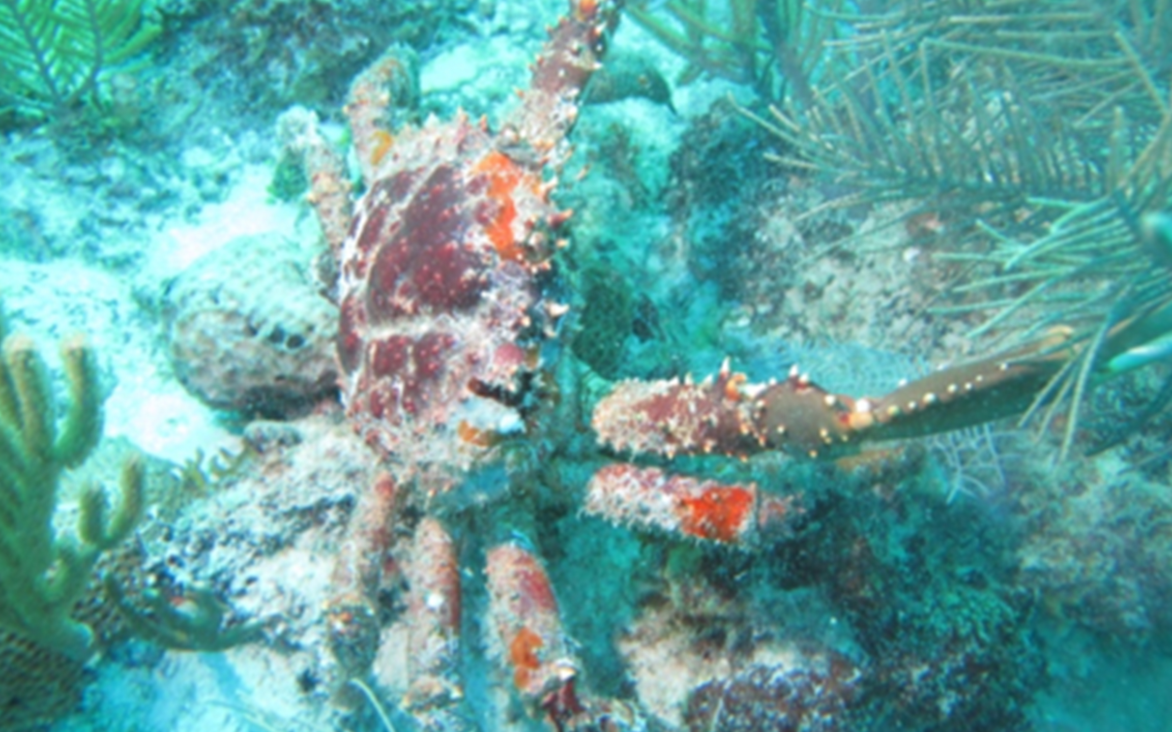 The Caribbean King Crab (Maguimithrax spinosissimus; Photo Credit: A. Jason Spadaro)