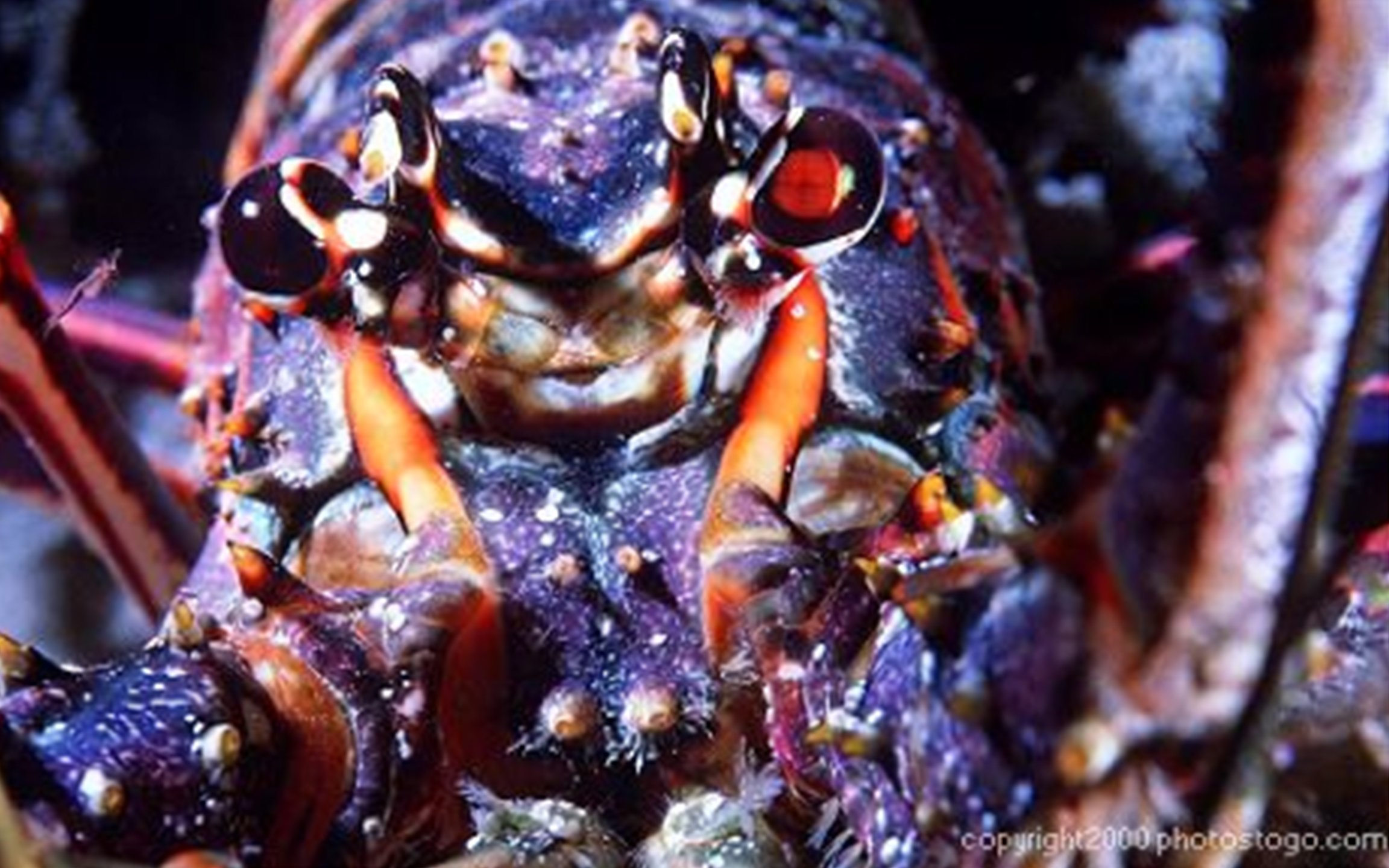 Close up photo of Caribbean spiny lobster face (Photo Credit: Peter Bouwma)