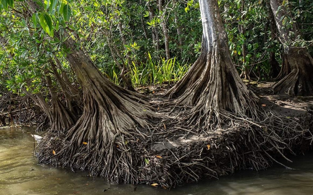 mangroves roots